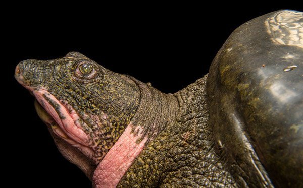 Phát hiện chấn động: Rùa Hồ Gươm khổng lồ rất nhiều ở Ba Vì