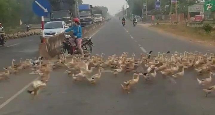 Clip: Hàng ngàn con vịt ở Tây Ninh sang đường đúng luật, dân mạng sửng sốt