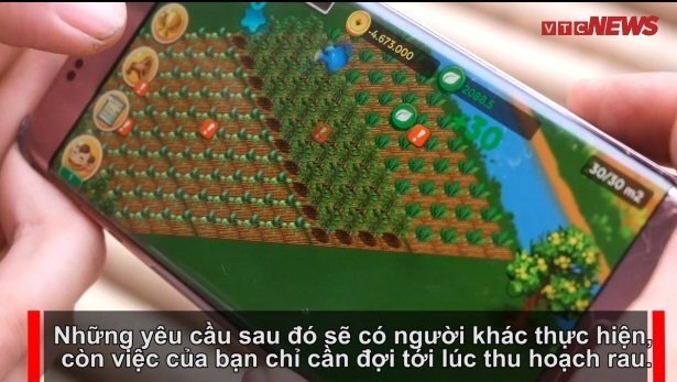 Rộ trào lưu trồng rau ảo qua smartphone, thu hoạch rau thật ở Hà Nội