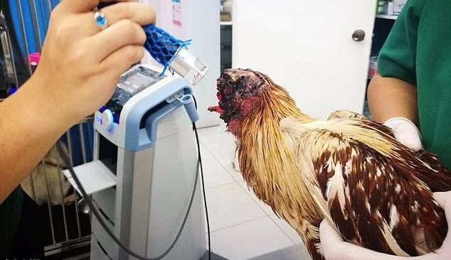 Clip: Kinh ngạc gà mất đầu vẫn sống khỏe re ở Thái Lan