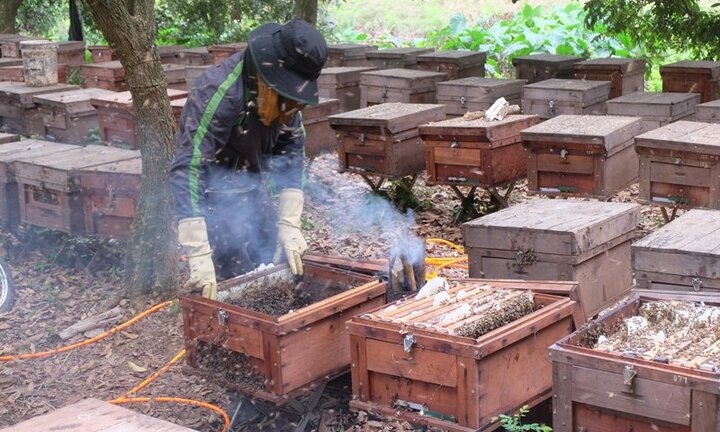 Video: Xem dân Hưng Yên hun khói đuổi ong, lấy mật, thu hàng trăm triệu đồng