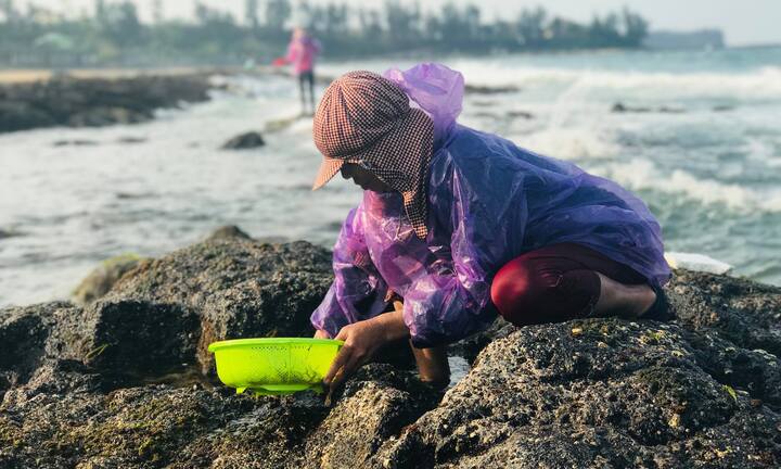 Ảnh: Dân mò mẫm tìm sản vật biển làm món giải nhiệt mùa hè độc nhất Quảng Trị