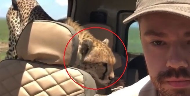 Clip: Báo nhảy lên ô tô săn mồi, chàng trai phản ứng cực thông minh