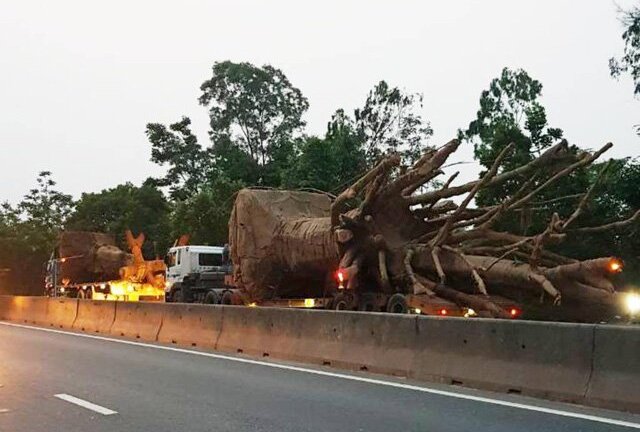 Chở cây ‘khủng’ như quái thú trên quốc lộ, doanh nghiệp bị phạt hơn 80 triệu đồng