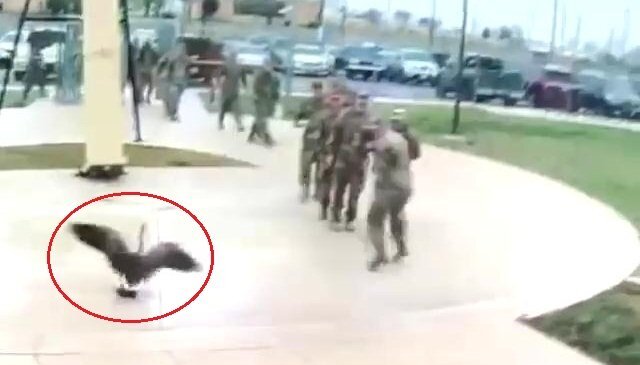 Clip: Ngỗng hung hãn tấn công khiến lính Mỹ sợ hãi