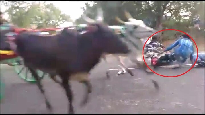 Đứng giữa đường ghi hình, quay phim bị đàn bò dẫm đạp