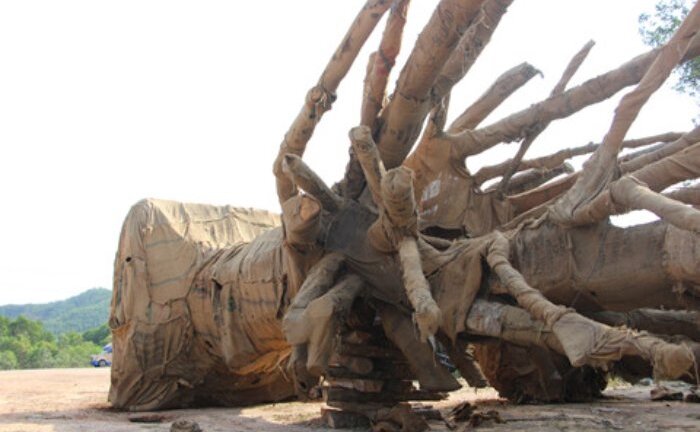 Cây 'khủng' như quái thú bỏ lại ven đường sau khi CSGT xử phạt