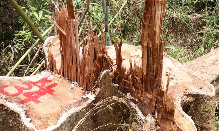 Điều tra nhóm lâm tặc ngang nhiên chặt phá rừng lim cổ thụ ở Quảng Nam