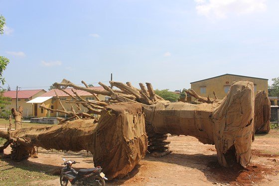 Gốc cây 'khủng' như quái thú vi vu trên quốc lộ: Lực lượng kiểm lâm lên tiếng