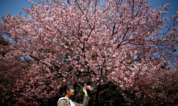 Video: Hàng chục nghìn người đổ xô đi ngắm hoa anh đào nở rộ ở Nhật Bản