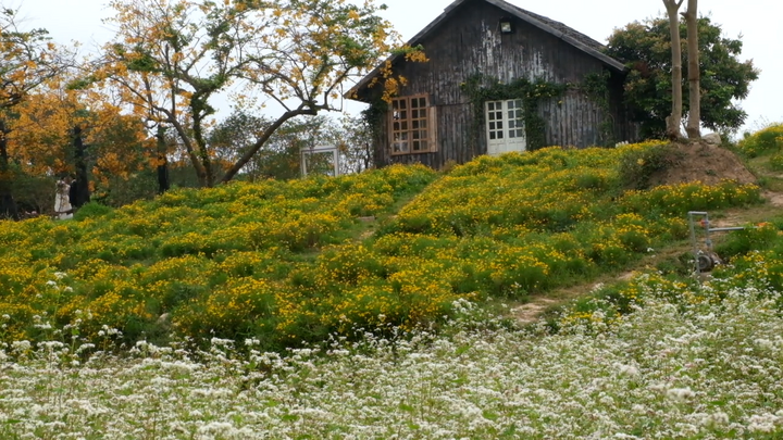 Video: Cánh đồng tam giác mạch trái mùa đẹp như 'chốn thần tiên' ở Hà Nội