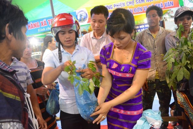 Chợ sâm Ngọc Linh lần thứ 7 ở Quảng Nam thu gần 5 tỷ đồng