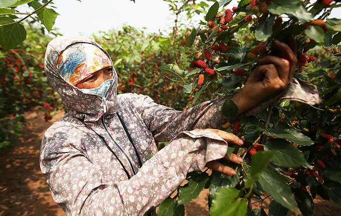 Video: Dân Hà Nội bắc ghế hái dâu, kiếm tiền triệu mỗi ngày