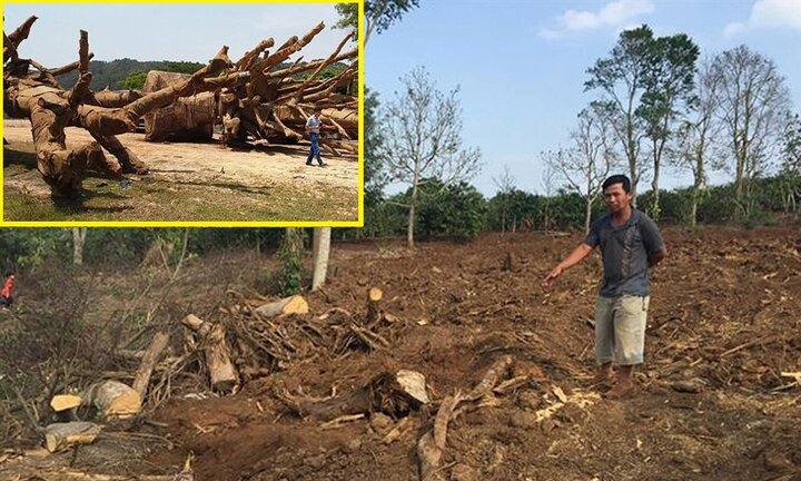 Cây 'khủng' như quái thú vi vu trên quốc lộ: Thông tin mới nhất