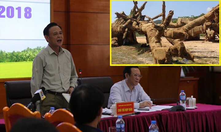 Cây 'quái thú' vi vu trên quốc lộ: Thứ trưởng Nông nghiệp nói 'rõ ràng không bình thường'