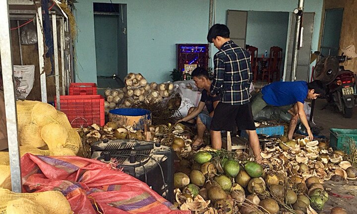 Dùng hóa chất tẩy trắng vỏ dừa rồi đưa vào khách sạn tiêu thụ