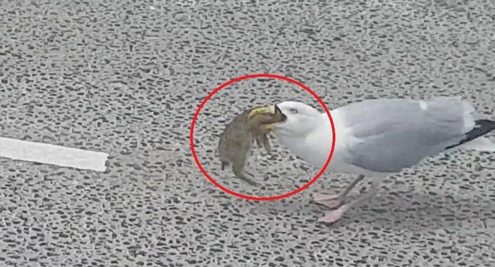 Clip: Mòng biển xé xác, xơi tái thỏ con trong một cú đớp