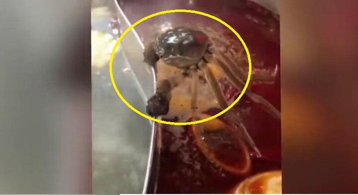 Clip: Cua tinh ranh xòe càng bám chặt vách nồi lẩu để không bị nấu chín