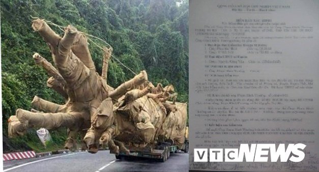 Hồ sơ nguồn gốc cây 'quái thú' nghi bị làm giả: Kiểm lâm Huế lên tiếng