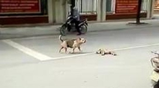 Clip: Chó con bị xe cán, chó mẹ hoảng loạn cầu cứu người đi đường