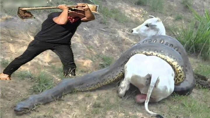 Clip: Nghẹt thở giải cứu bò mang thai khỏi trăn anaconda khổng lồ