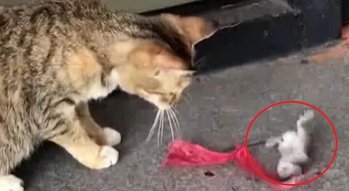 Clip: Chuột ‘diễn sâu’, giả chết điêu luyện trước mặt mèo