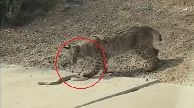 Clip: Cậy miễn nhiễm nọc độc, linh miêu ngoạm đầu kết liễu rắn chuông