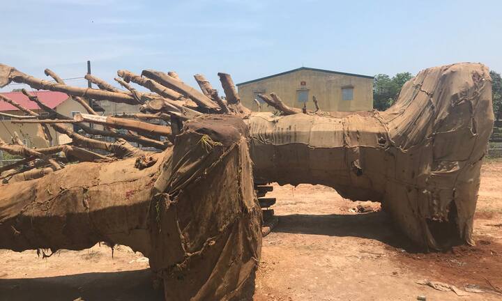 Kiểm lâm trả lại 2 cây đa khổng lồ cho chủ sở hữu