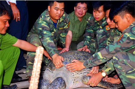 Từ chối 150 triệu đồng, ngư dân quyết thả rùa 120 kg về biển