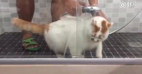 Mèo hoảng loạn tìm cách thoát khỏi phòng tắm khiến người xem bật cười