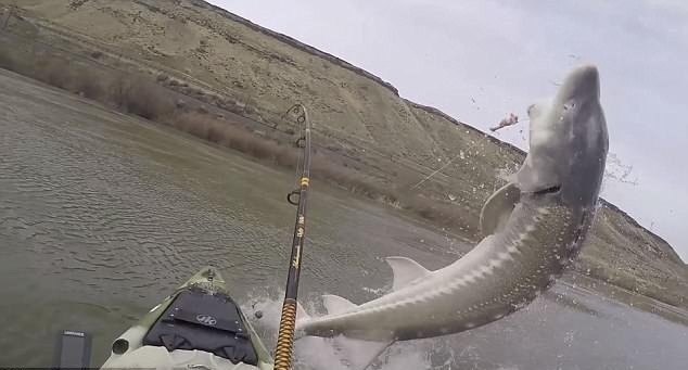 Clip: Cá khủng nặng 1,3 tạ tung mình quẫy đuôi, suýt làm lật thuyền cần thủ