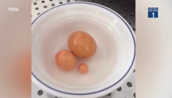 Mua ốc về ăn, vớ được ngọc ốc trị giá cả triệu USD