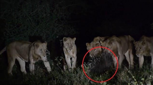 Clip: Nhím xù gai sắc nhọn, một mình đánh bại 7 sư tử