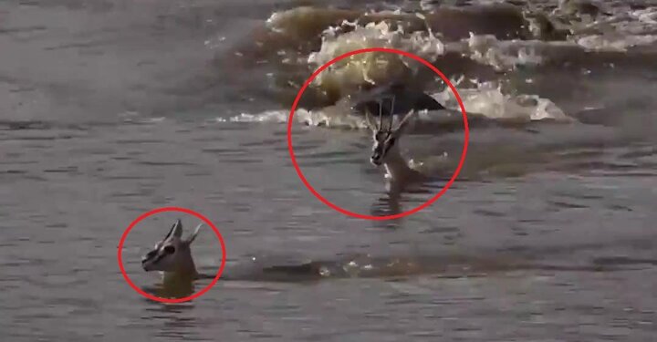 Clip: Nai mẹ lấy thân mình làm mồi cho cá sấu để cứu con