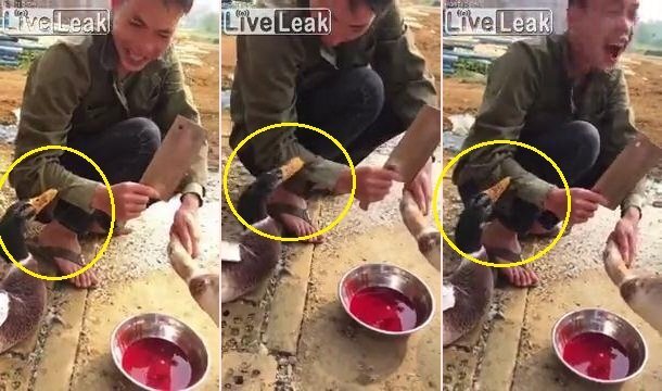 Clip: Vịt ngoạm tay người, cứu đồng loại sắp bị làm thịt