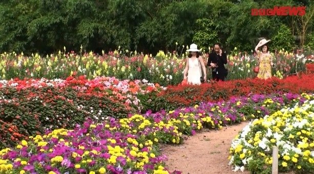 Video: Lạc vào thung lũng hoa bốn mùa đẹp như cổ tích ở Hồ Tây