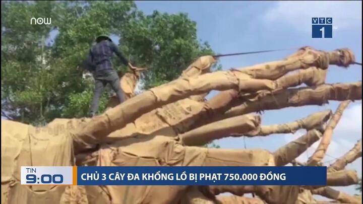 3 cây đa khổng lồ vi vu trên quốc lộ: Chủ cây bị phạt 750.000 đồng