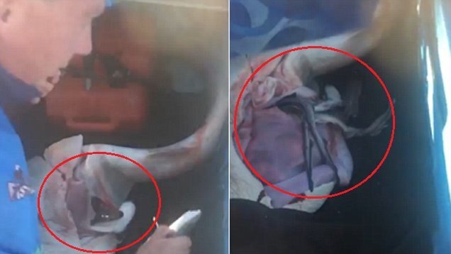 Clip: Ngư dân rạch bụng cá mập mẹ đã chết, cứu 98 cá mập con