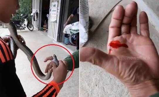 Clip: Trêu rắn, người đàn ông bị rắn cắn chảy máu tay