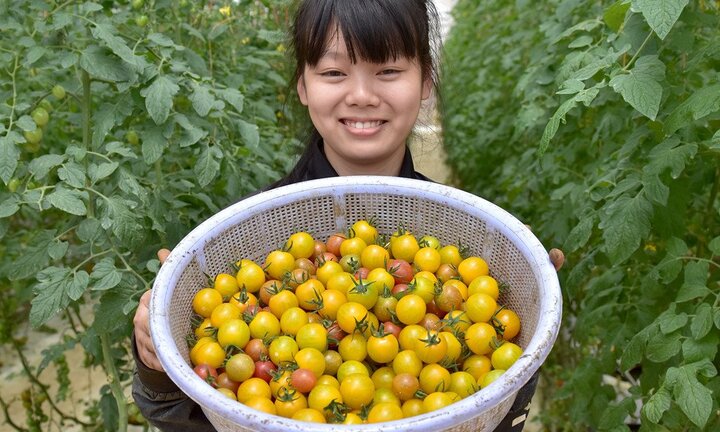 Nhà giàu đổ xô lên Kon Tum trồng thuốc quý, rau sạch