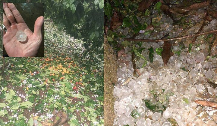 Hai trận mưa đá liên tiếp phá tan hoang vườn mận ở Sơn La