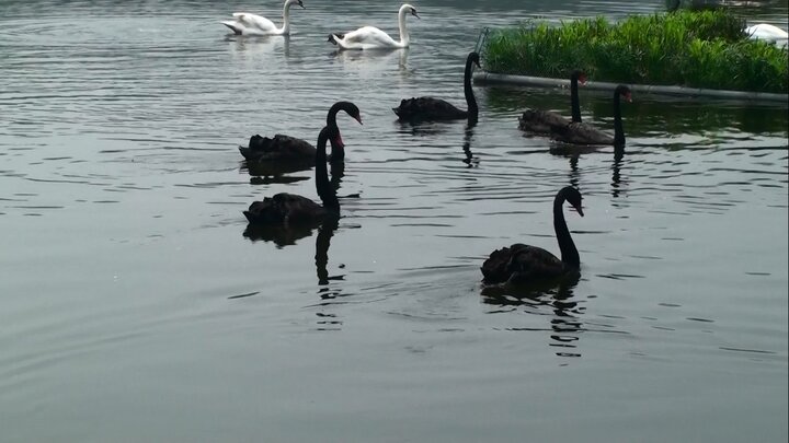 Clip: Một con thiên nga đen ở hồ Thiền Quang trúng lưỡi câu trộm bị thương