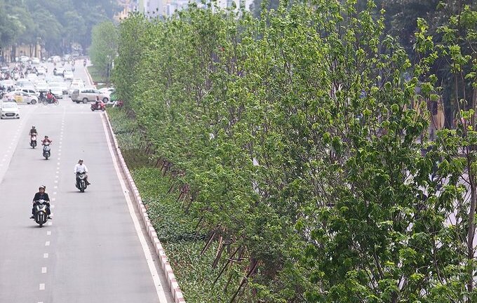 Video: Hàng cây lá phong mới trồng trổ lá xanh mướt trên phố Hà Nội