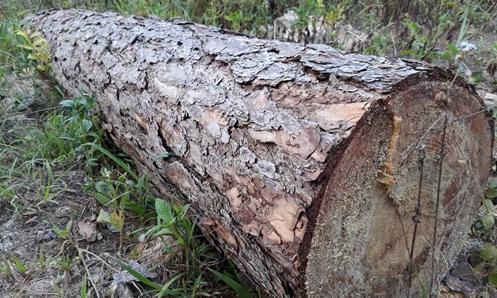 Rừng thông cổ thụ ở Lâm Đồng bị lâm tặc tàn phá