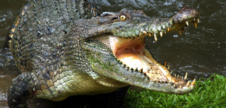 Video: Nghi phạm hiếp dâm bị đánh, quăng vào chuồng cá sấu