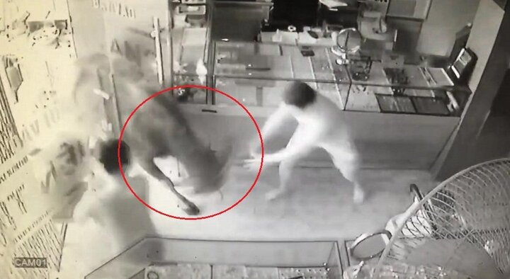 Clip: Bị đem đi bán, trâu 'điên' lùa người đi đường, đại náo tiệm vàng ở Thái Nguyên