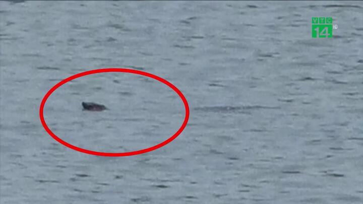 Rùa nghi giống rùa Hoàn Kiếm ở Sơn Tây được phát hiện thế nào?