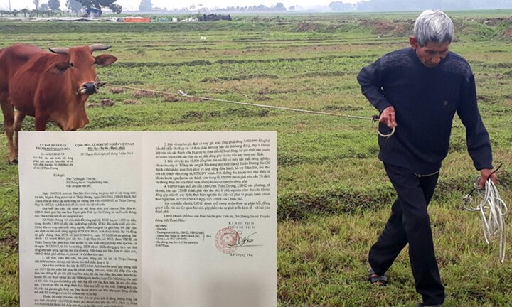 Thả trâu bò phải nộp 'phí đồng cỏ' ở Thanh Hóa: Yêu cầu trả lại phí cho dân trước ngày 30/4