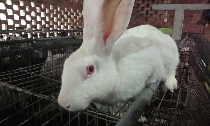 Bắt được con thỏ trắng bị lạc, người phụ nữ ở Đắk Lắk thu cả trăm triệu đồng mỗi năm