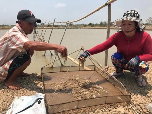 Đầu độc ao tôm nhà phó ban tuyên giáo ở Sóc Trăng: Khởi tố vụ án